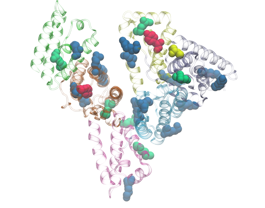 Modelled potential PTM sites on the human serum albumin structure